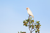 Image. Long-billed Corella