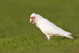 Image. Long-billed Corella