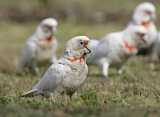 Image. Long-billed Corella