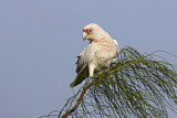 Image. Long-billed Corella