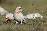 Image. Long-billed Corella