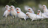 Image. Long-billed Corella