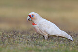 Image. Long-billed Corella