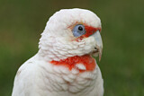 Image. Long-billed Corella