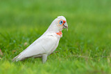 Image. Long-billed Corella