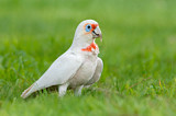 Image. Long-billed Corella