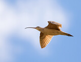 Image. Long-billed Curlew