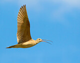 Image. Long-billed Curlew