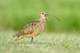 Image. Long-billed Curlew