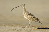 Image. Long-billed Curlew