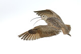 Image. Long-billed Curlew