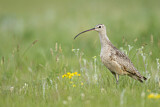 Image. Long-billed Curlew