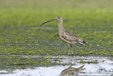 Image. Long-billed Curlew