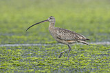 Image. Long-billed Curlew