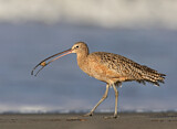 Image. Long-billed Curlew