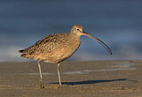 Image. Long-billed Curlew