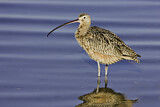 Image. Long-billed Curlew