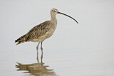 Image. Long-billed Curlew
