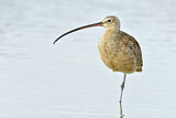Image. Long-billed Curlew