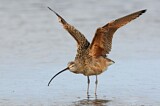 Image. Long-billed Curlew