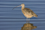 Image. Long-billed Curlew