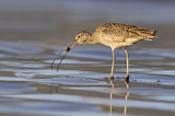 Image. Long-billed Curlew
