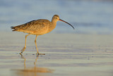 Image. Long-billed Curlew
