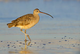 Image. Long-billed Curlew