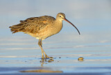 Image. Long-billed Curlew