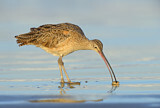 Image. Long-billed Curlew