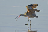 Image. Long-billed Curlew