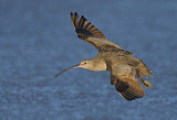 Image. Long-billed Curlew