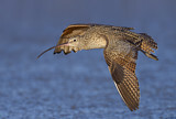 Image. Long-billed Curlew