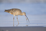Image. Long-billed Curlew