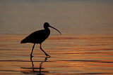 Image. Long-billed Curlew