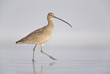 Image. Long-billed Curlew