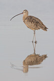 Image. Long-billed Curlew