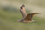 Image. Long-billed Curlew