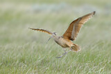 Image. Long-billed Curlew