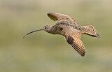 Image. Long-billed Curlew