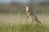 Image. Long-billed Curlew