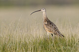Image. Long-billed Curlew