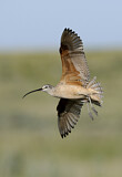 Image. Long-billed Curlew