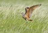Image. Long-billed Curlew