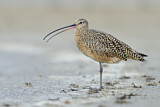 Image. Long-billed Curlew