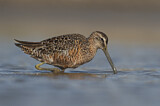 Image. Long-billed Dowitcher