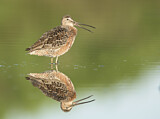 Image. Long-billed Dowitcher
