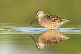 Image. Long-billed Dowitcher