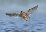 Image. Long-billed Dowitcher