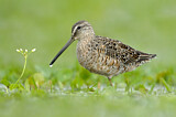 Image. Long-billed Dowitcher